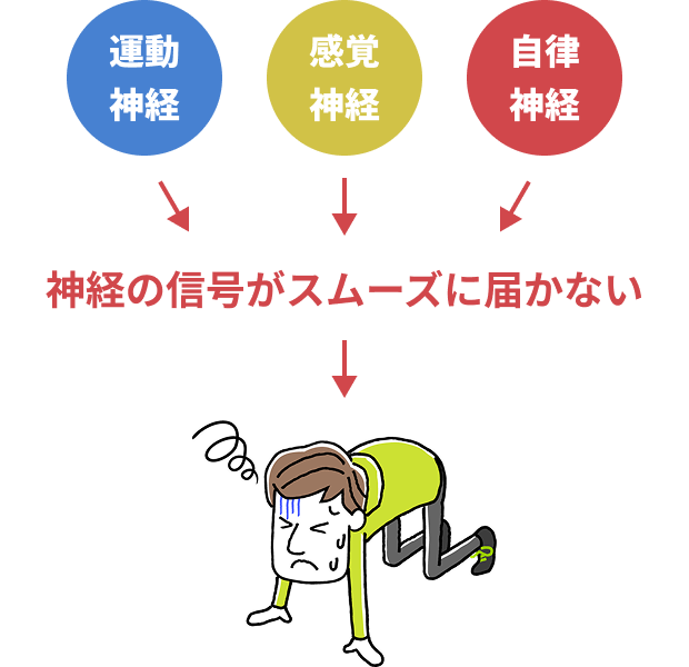 運動神経、感覚神経、自律神経など、神経の信号がスムーズに届かない